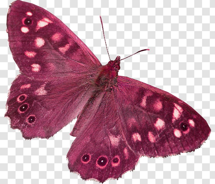 Butterfly Moth Clip Art - Pink Transparent PNG