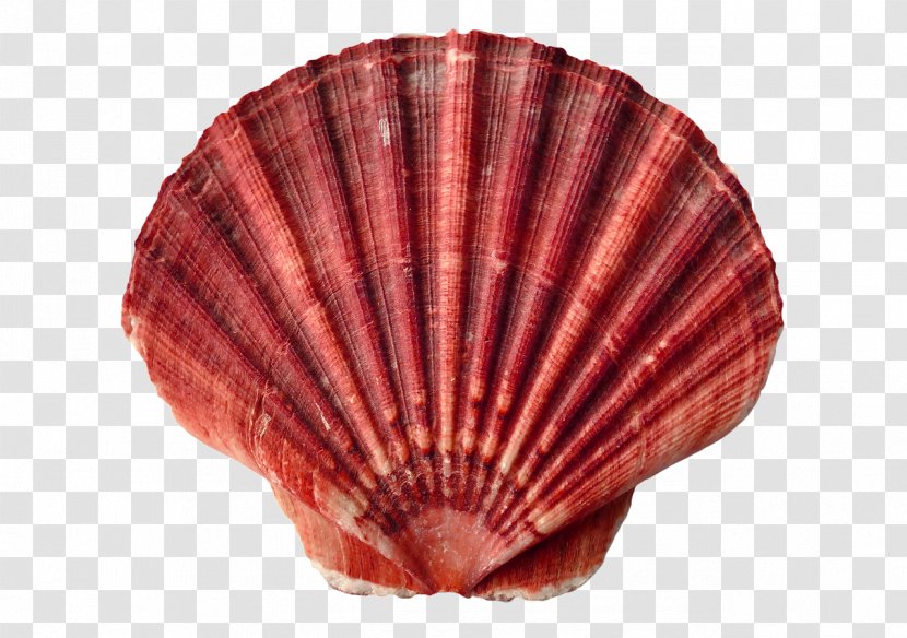Clam Oyster Seashell Mollusc Shell Shellfish - Beach Transparent PNG