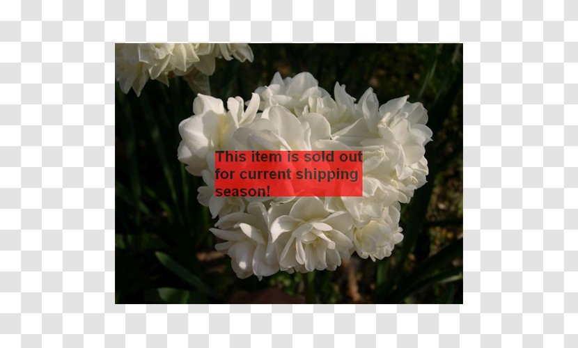 Floribunda Gardenia Peony Herbaceous Plant Shrub - Spring Blooming Transparent PNG