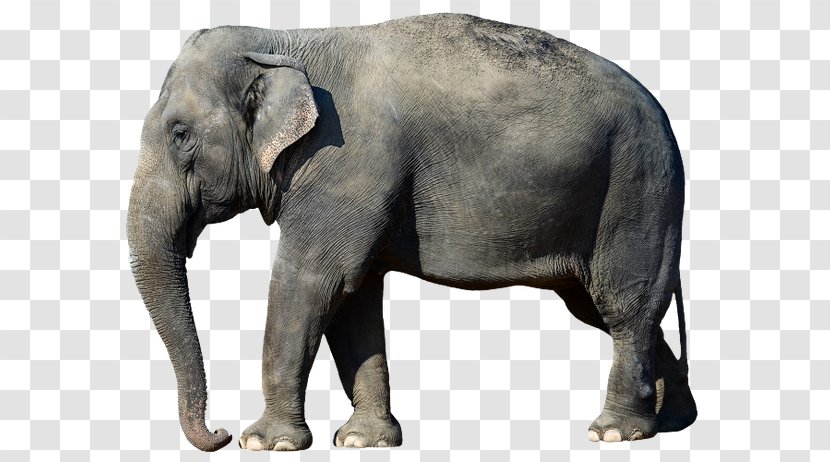 African Bush Elephant Asian Desktop Wallpaper Forest - Highdefinition Television Transparent PNG