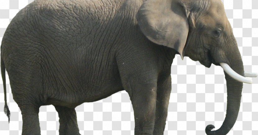 African Bush Elephant Elephants Clip Art Image - Mammoth Transparent PNG