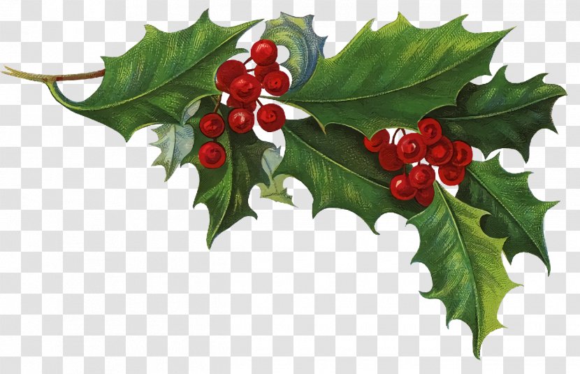 Christmas Holly Ilex - Flower - Hawthorn Tree Transparent PNG