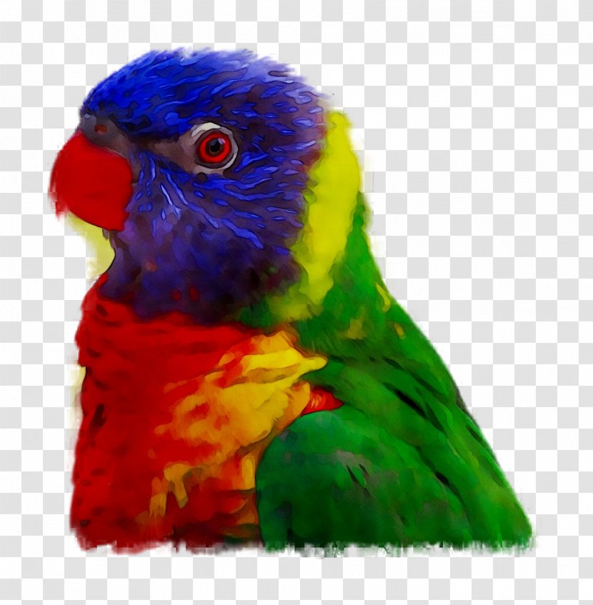Amazon Parrot Bird Vertebrate Budgerigar - Scarlet Macaw Transparent PNG