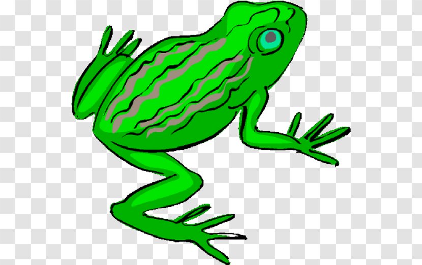 Frog Decameter Amphibians Clip Art - Fauna Transparent PNG