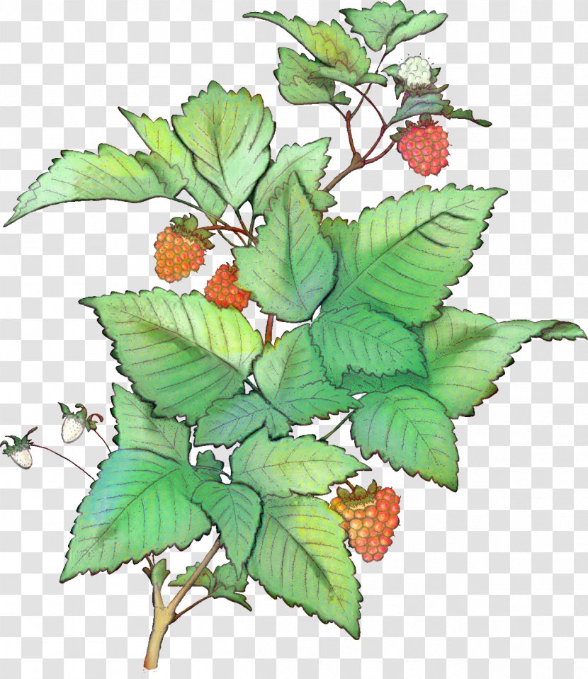 Woody Background - Plant Stem - Rubus Berry Transparent PNG