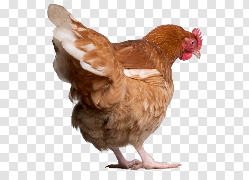 Chicken Broiler Poultry Farming - Farm Transparent PNG
