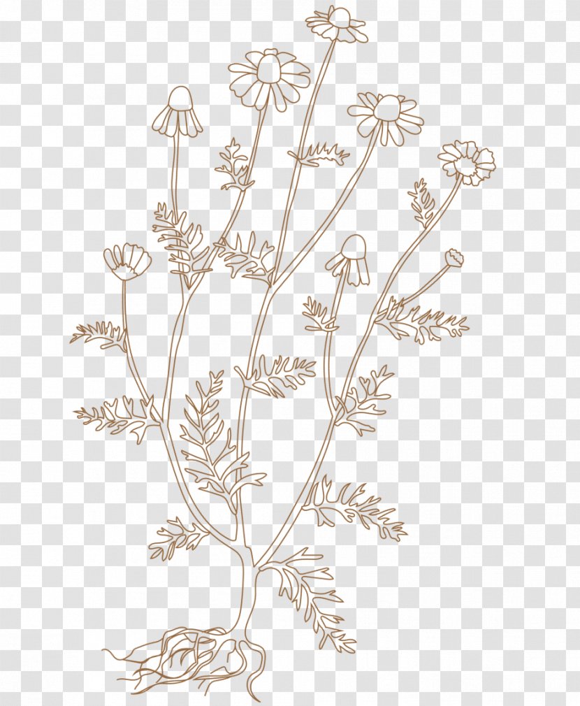 Twig Plant Stem Leaf Floral Design - Flora - Matricaire Odorante Transparent PNG