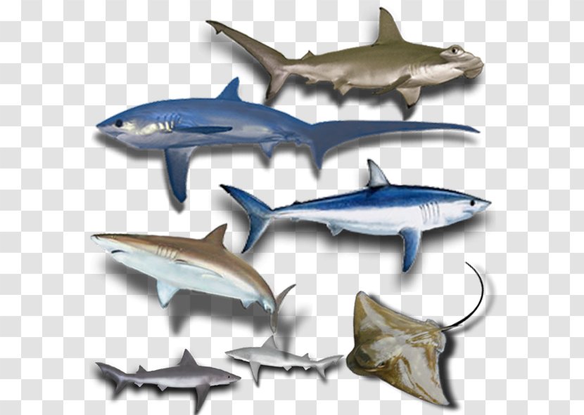 Squaliformes Fish Chondrichthyes Batoidea Gummy Shark - Broadnose Sevengill - Sharks Transparent PNG