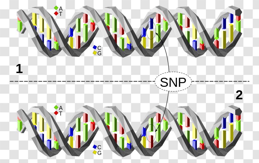 Single-nucleotide Polymorphism Haplotype Genetic Variation - Nucleotide - DNA Transparent PNG