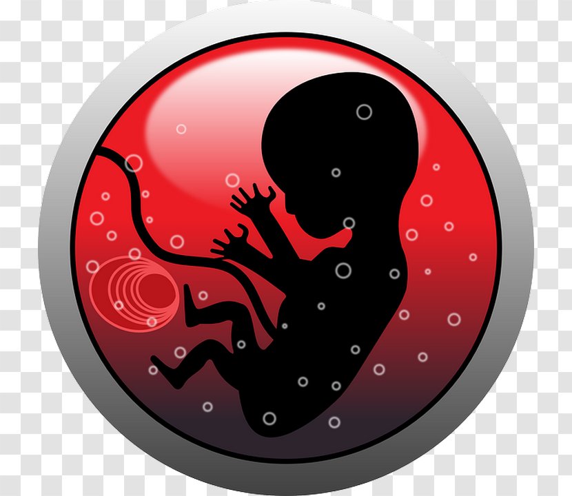 Fetus Human Embryogenesis Clip Art - Infant - Line Transparent PNG