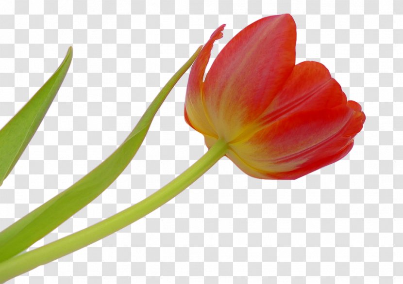 Flower Tulip Petal Image - Background Top Transparent PNG