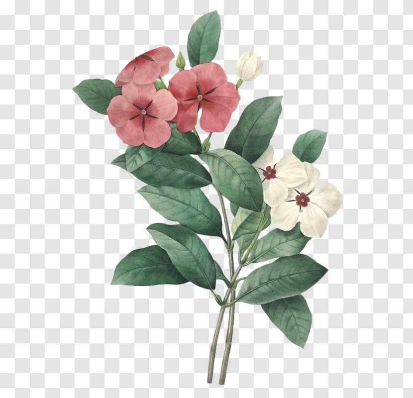 Choix Des Plus Belles Fleurs Madagascar Periwinkle Drawing - Botanical Illustration - Flower Transparent PNG