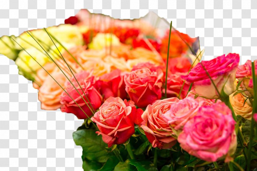 Beach Rose Stock Photography Flower - Family Transparent PNG