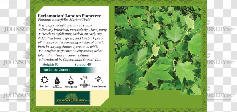 American Sycamore London Plane Keyword Tool Tree Leaf - Research - Platanus Orientalis Transparent PNG