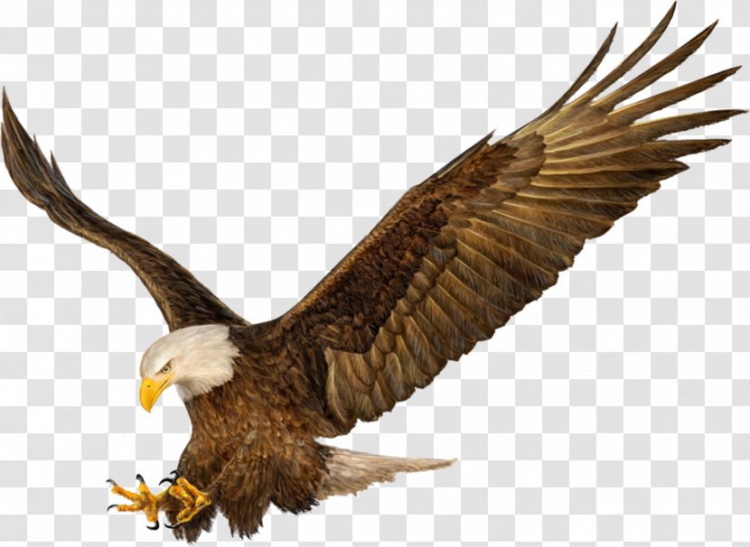 Bald Eagle Drawing Hands - Photography - Painting Transparent PNG