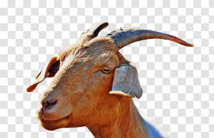 Goats Goat Horn Goat-antelope Cow-goat Family - Bovine Mountain Transparent PNG