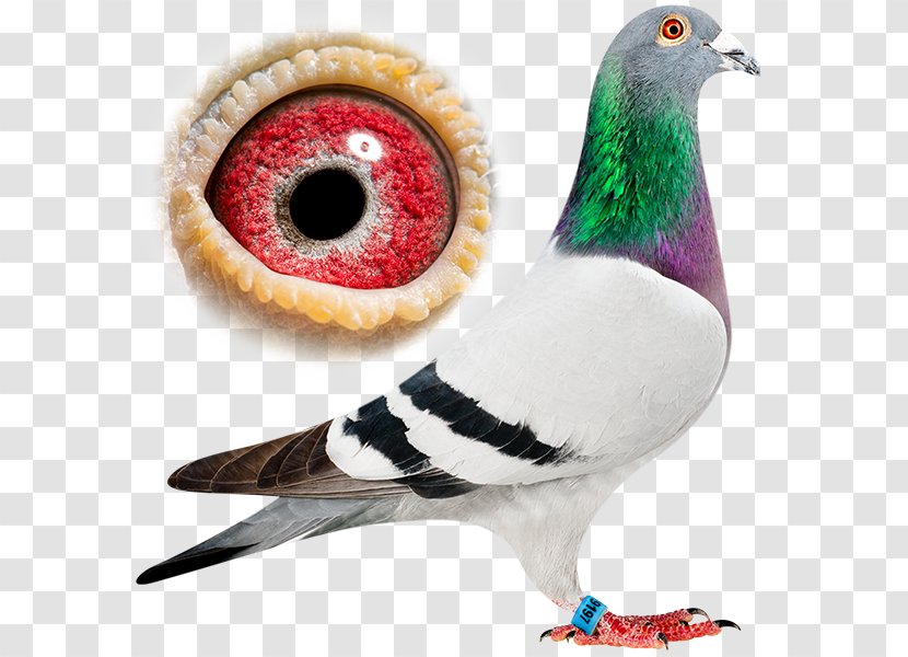 Racing Homer Columbidae Bird Rock Dove Homing Pigeon - Animal Transparent PNG