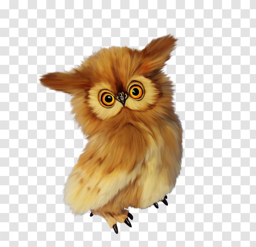 Owl Bird Google Images - Watercolor Transparent PNG