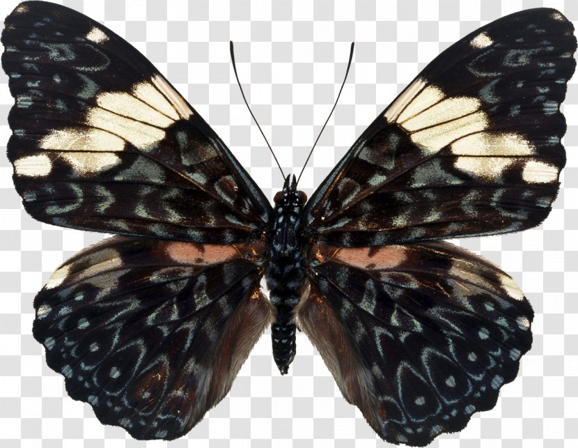 Butterfly Insect Transparent PNG