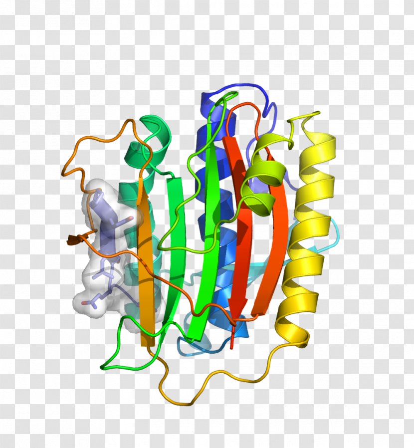 HORMA Domain Meiosis Structure Genetic Recombination Chromosome - Area Transparent PNG
