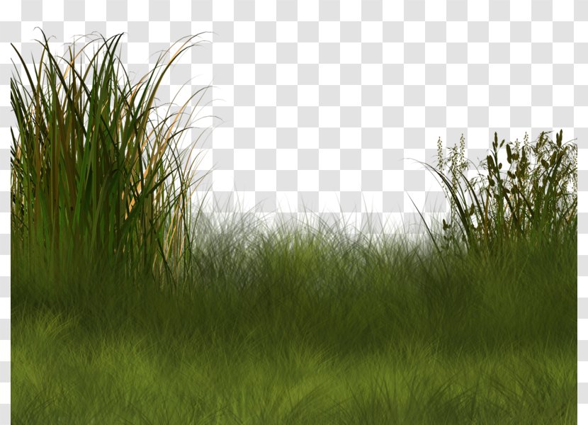 Plant Wetland Landscape Clip Art - Vegetation - Field Background Pattern Transparent PNG