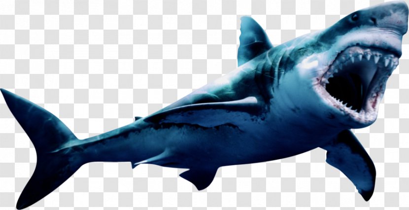 Great White Shark Megalodon Image - Border Transparent PNG