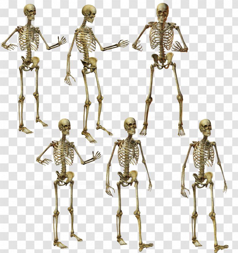 Human Skeleton Anatomy Transparent PNG