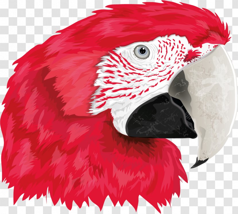 Macaw Beak Feather Wing Close-up - Parrot Transparent PNG