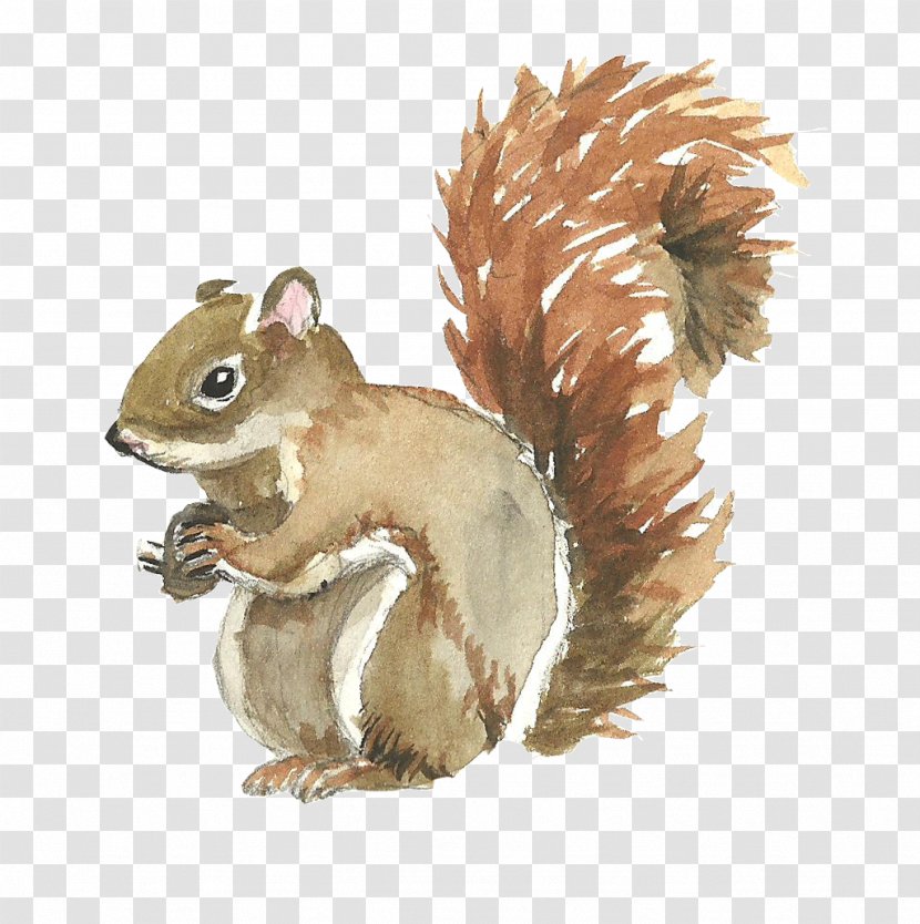 Squirrel Watercolor Painting - Tail - Cute Transparent PNG