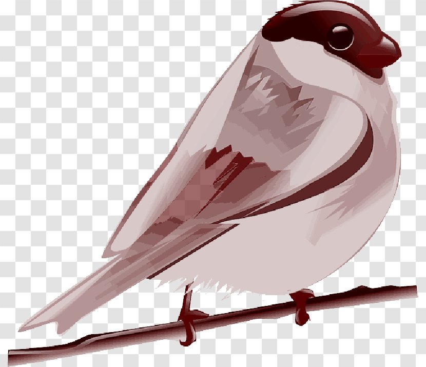 Clip Art Bird Parrot Vector Graphics - House Sparrow Transparent PNG