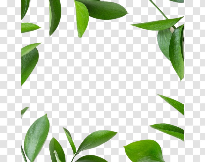 Leaf Green Icon - Background Decoration Transparent PNG