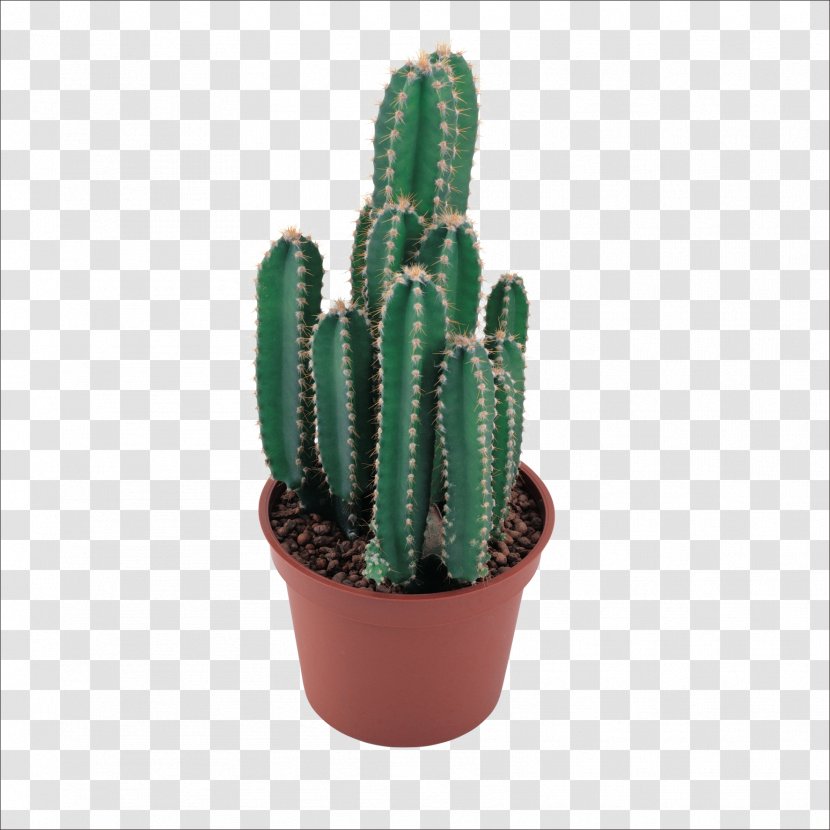 Cactaceae Clip Art - Hedgehog Cactus Transparent PNG