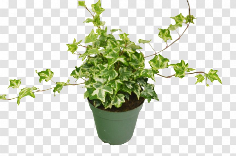 Common Ivy Houseplant Devil's Syngonium Podophyllum Flowerpot - Calathea Lancifolia - Philodendron Png Monstera Transparent PNG