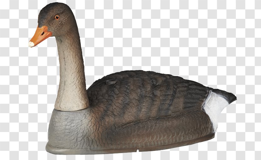 Greylag Goose Duck Decoy Hunting Transparent PNG