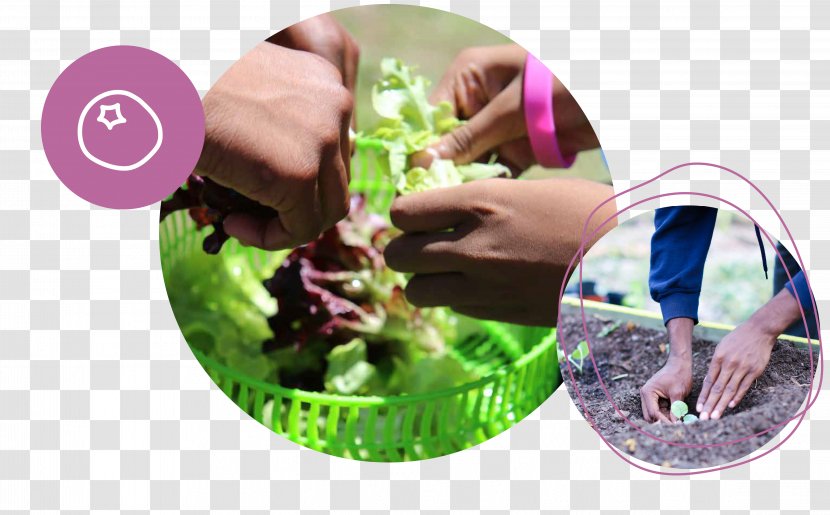 Herb Plastic Finger - Leaf Vegetable - School Garden Transparent PNG