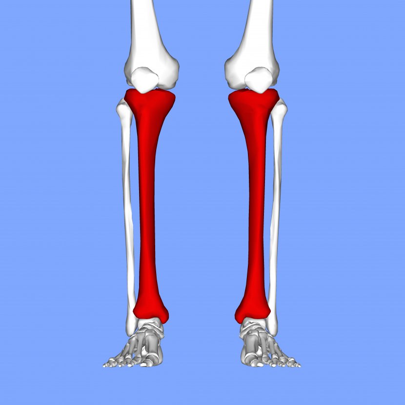Tibia Shin Splints Fibula Bone Knee Pain - Calf Transparent PNG