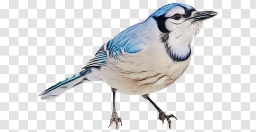 Bird Blue Jay Beak Scrub - Perching Songbird Transparent PNG