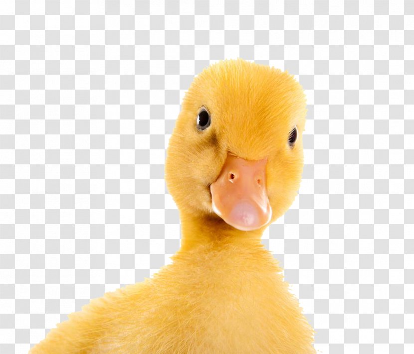 Duck Train - Material - Little Yellow Transparent PNG