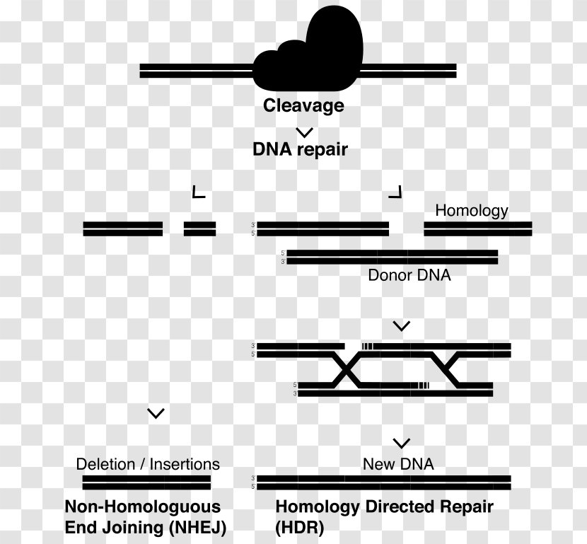 CRISPR DNA Repair Cas9 Zinc Finger Nuclease Germline Mutation - Black And White Transparent PNG