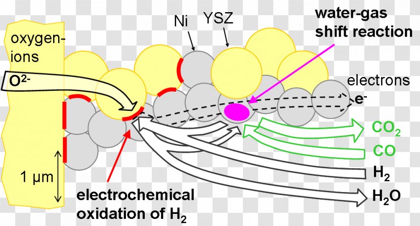 Solid Oxide Fuel Cell Cells Partial Oxidation - Tree - Cartoon Transparent PNG