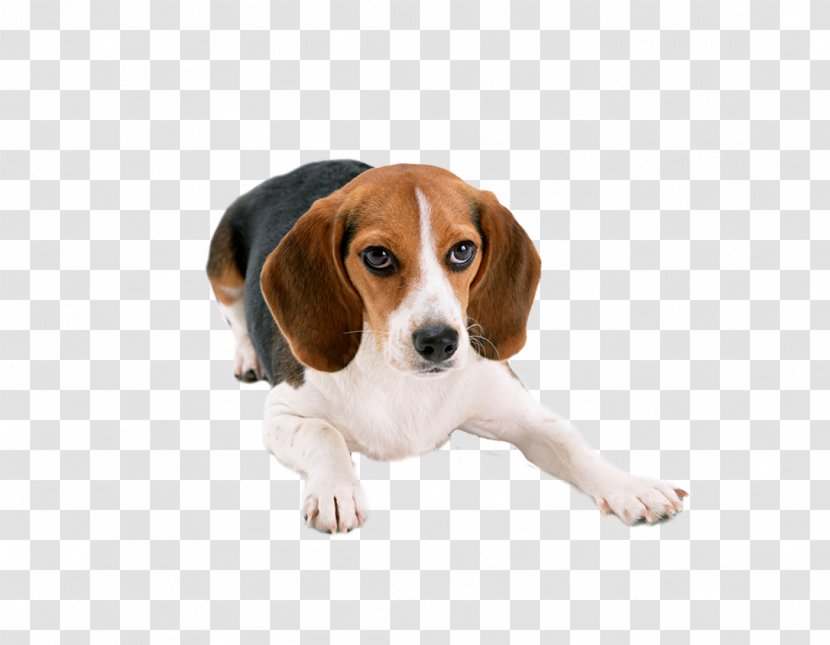 Beagle Basset Hound Puppy Cat Dog Breed - Pocket - Lovely Large Dogs Transparent PNG