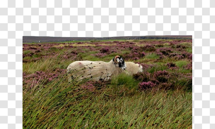 Pasture Grassland Sheep Natural Environment - Livestock Meadow Transparent PNG