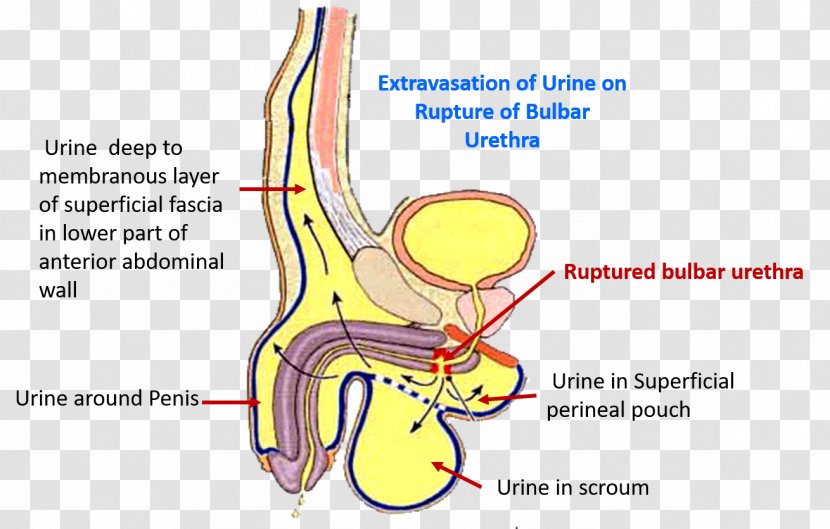 Perineum Superficial Perineal Pouch Deep Anatomy Urethra - Silhouette - Flower Transparent PNG