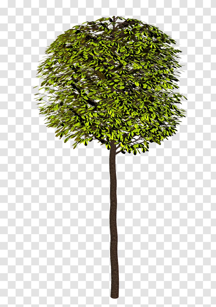Shrub Tree Clip Art - Evergreen Transparent PNG