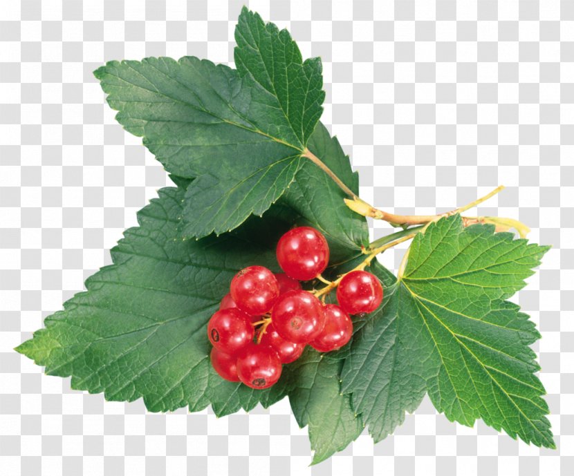 Redcurrant Berry Auglis Fruit - Natural Foods - Superfood Transparent PNG
