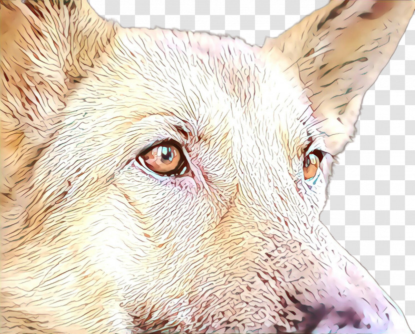 Dog Head Snout Close-up Eye Transparent PNG