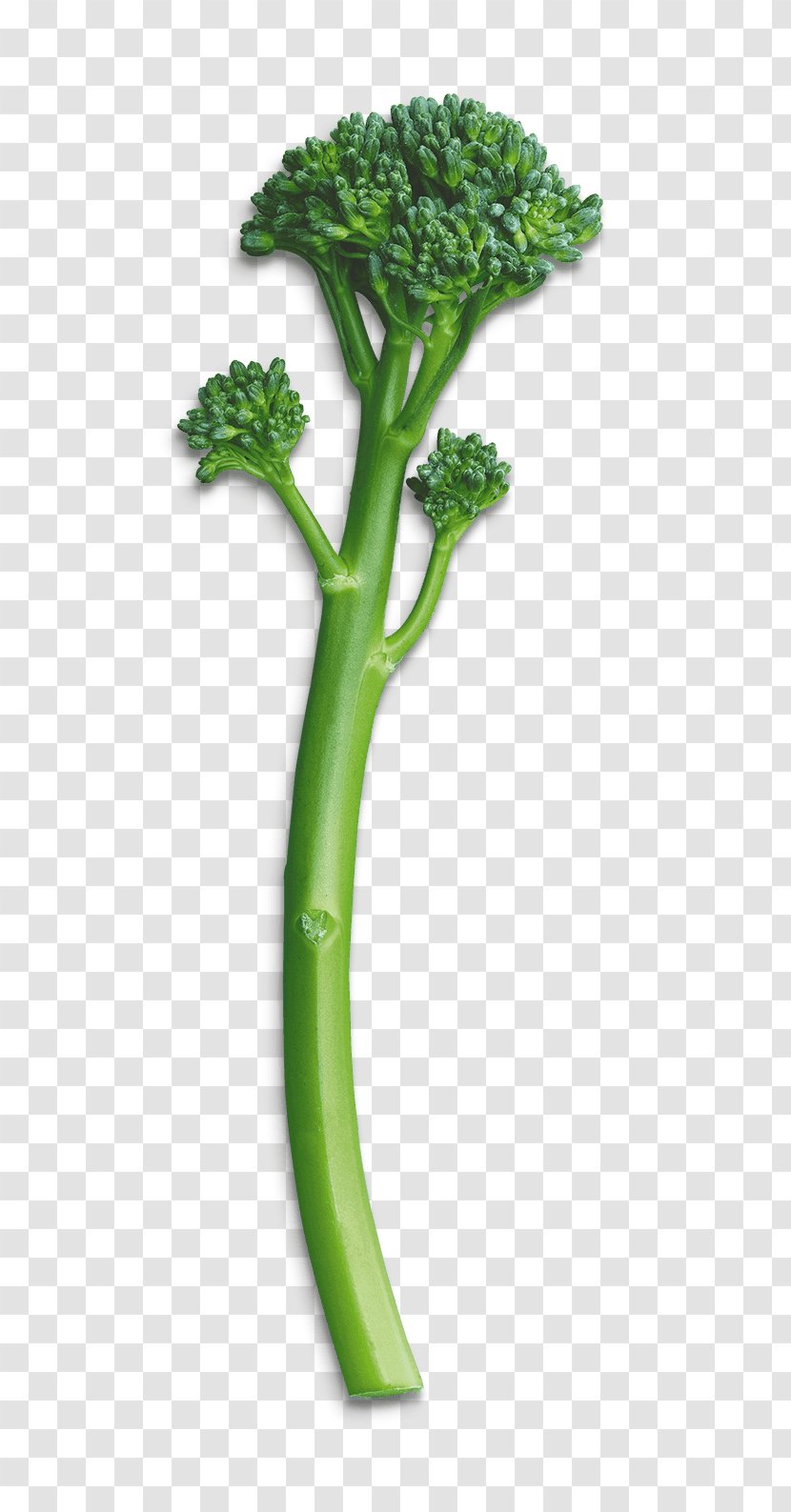 Broccolini Leaf Vegetable Law Privacy Policy - Plant - Satay Transparent PNG
