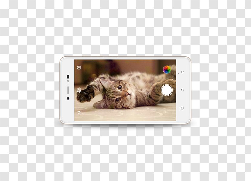 Cat Kitten Dog Veterinarian Purr - Black - Highlight Picture Material Transparent PNG