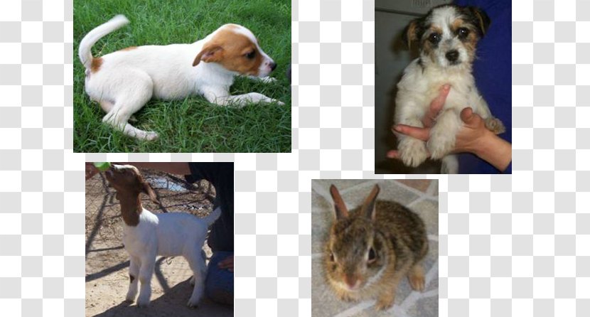 Dog Breed Puppy Etosha Rescue & Adoption Center Petfinder - Carnivoran Transparent PNG