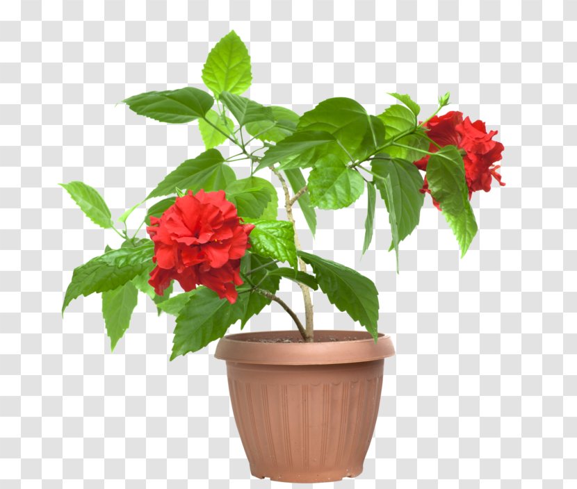 Cut Flowers Shoeblackplant Flowerpot Houseplant - Nephthytis - Flower Transparent PNG